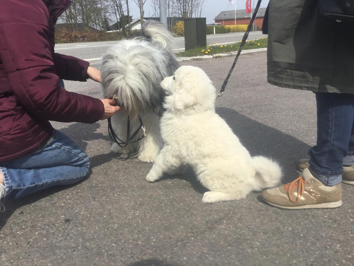 Polski owczarek podhalanski Lesna Mala Dolina billede 9