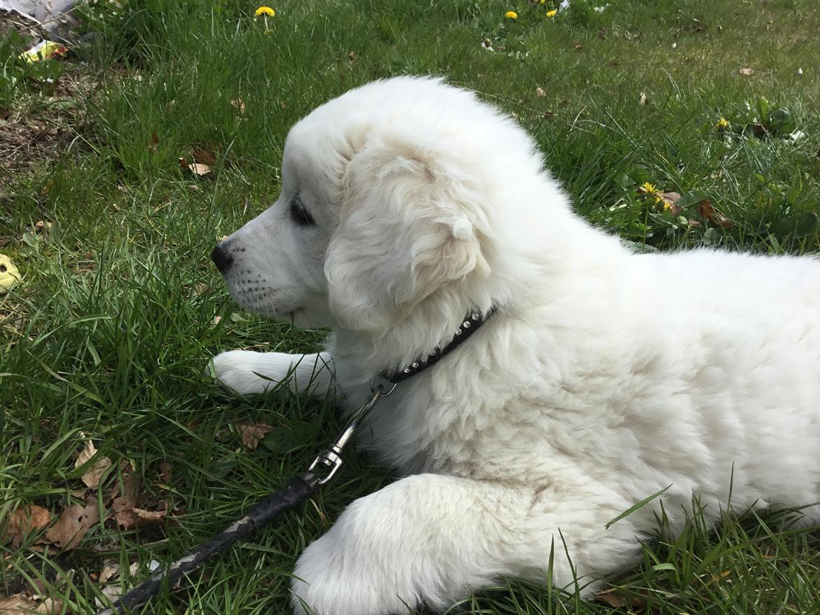 Polski owczarek podhalanski Lesna Mala Dolina billede 10