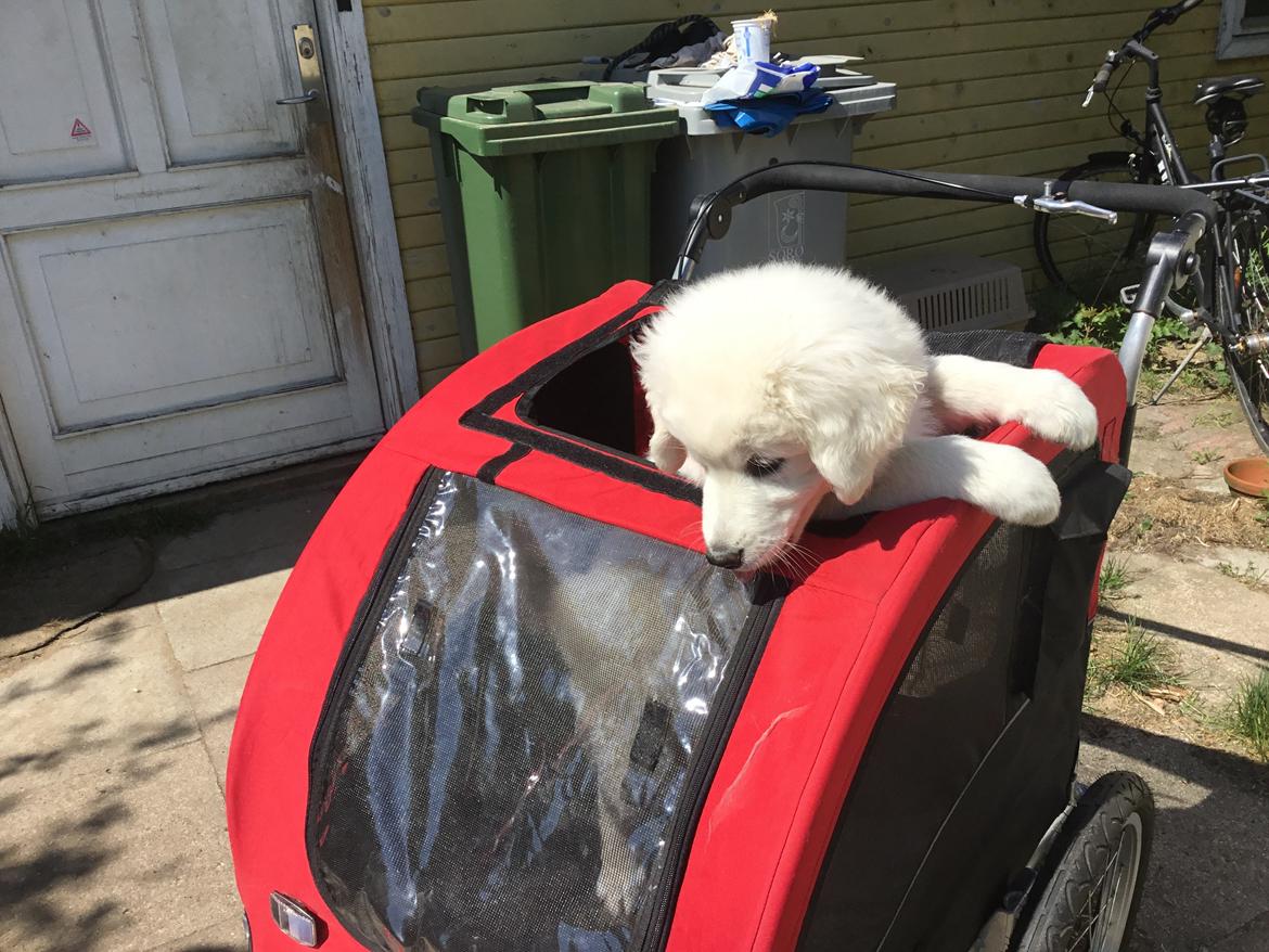 Polski owczarek podhalanski Lesna Mala Dolina billede 12