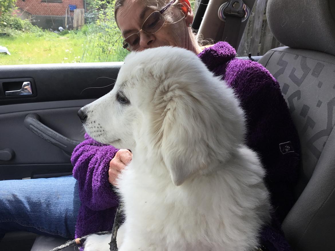 Polski owczarek podhalanski Lesna Mala Dolina billede 13