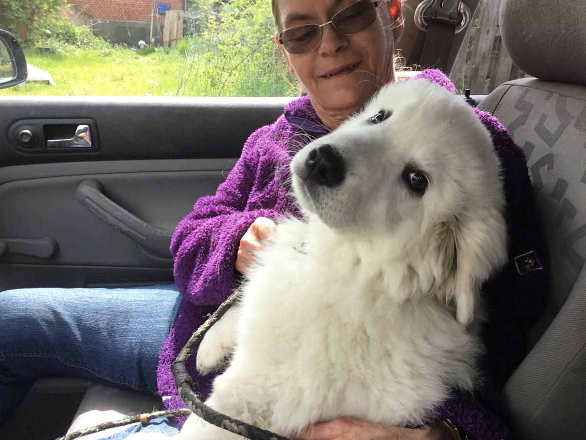 Polski owczarek podhalanski Lesna Mala Dolina billede 14