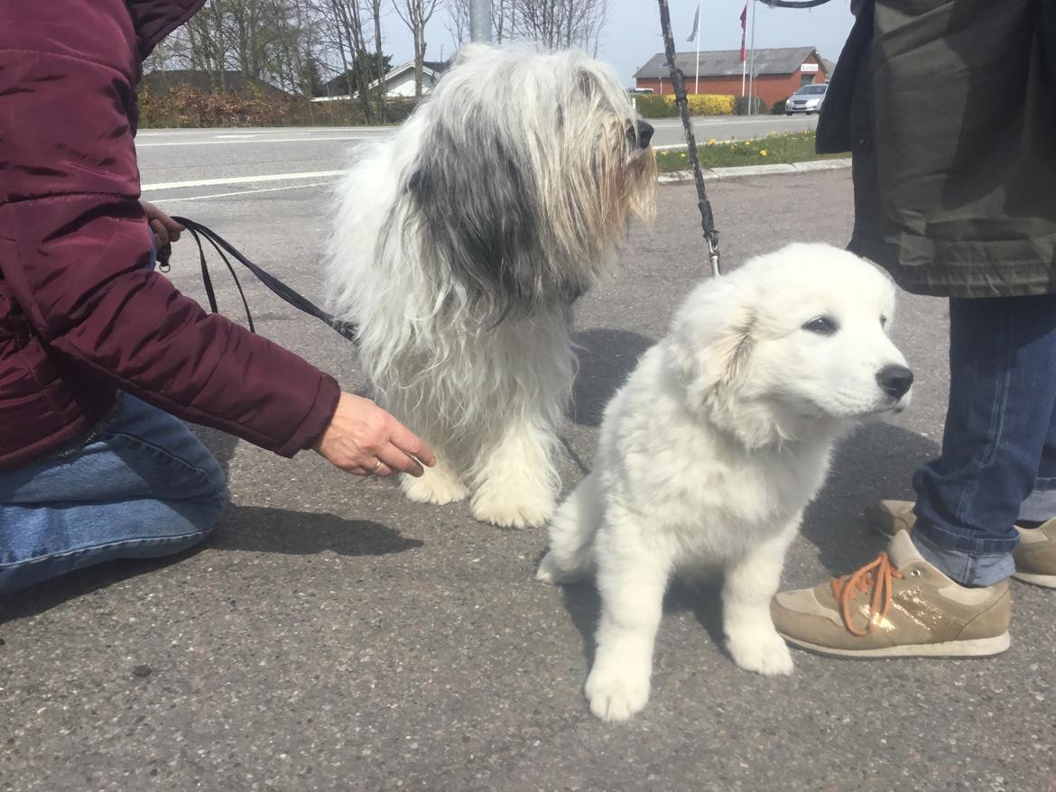 Polski owczarek podhalanski Lesna Mala Dolina billede 8