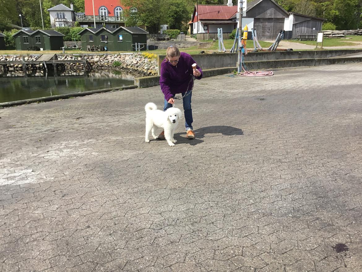 Polski owczarek podhalanski Lesna Mala Dolina billede 15