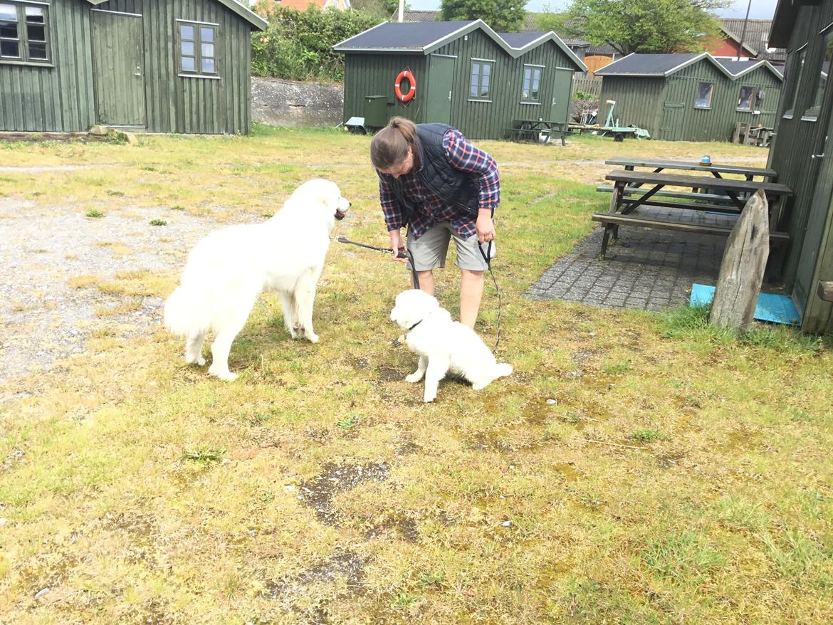 Polski owczarek podhalanski Lesna Mala Dolina billede 16