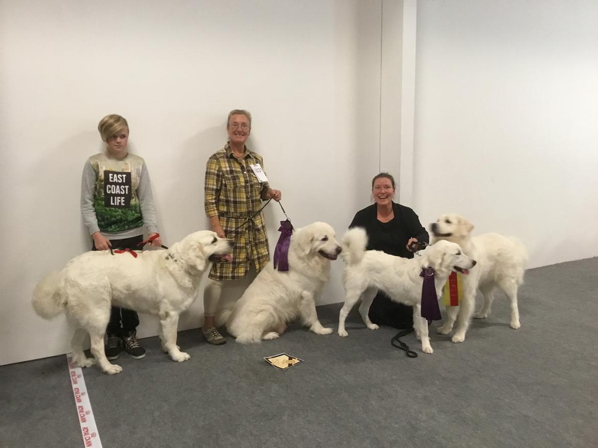 Polski owczarek podhalanski Lesna Mala Dolina billede 18