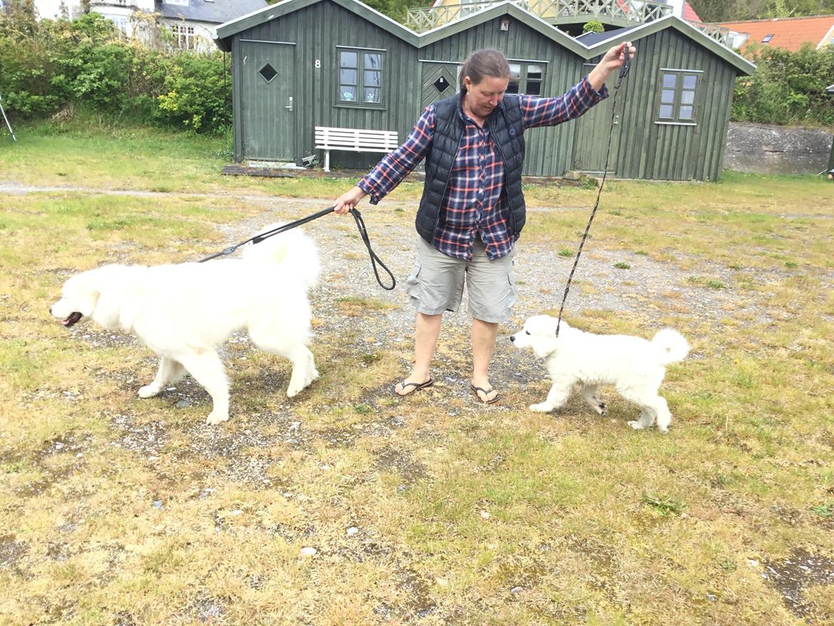 Polski owczarek podhalanski Lesna Mala Dolina billede 17