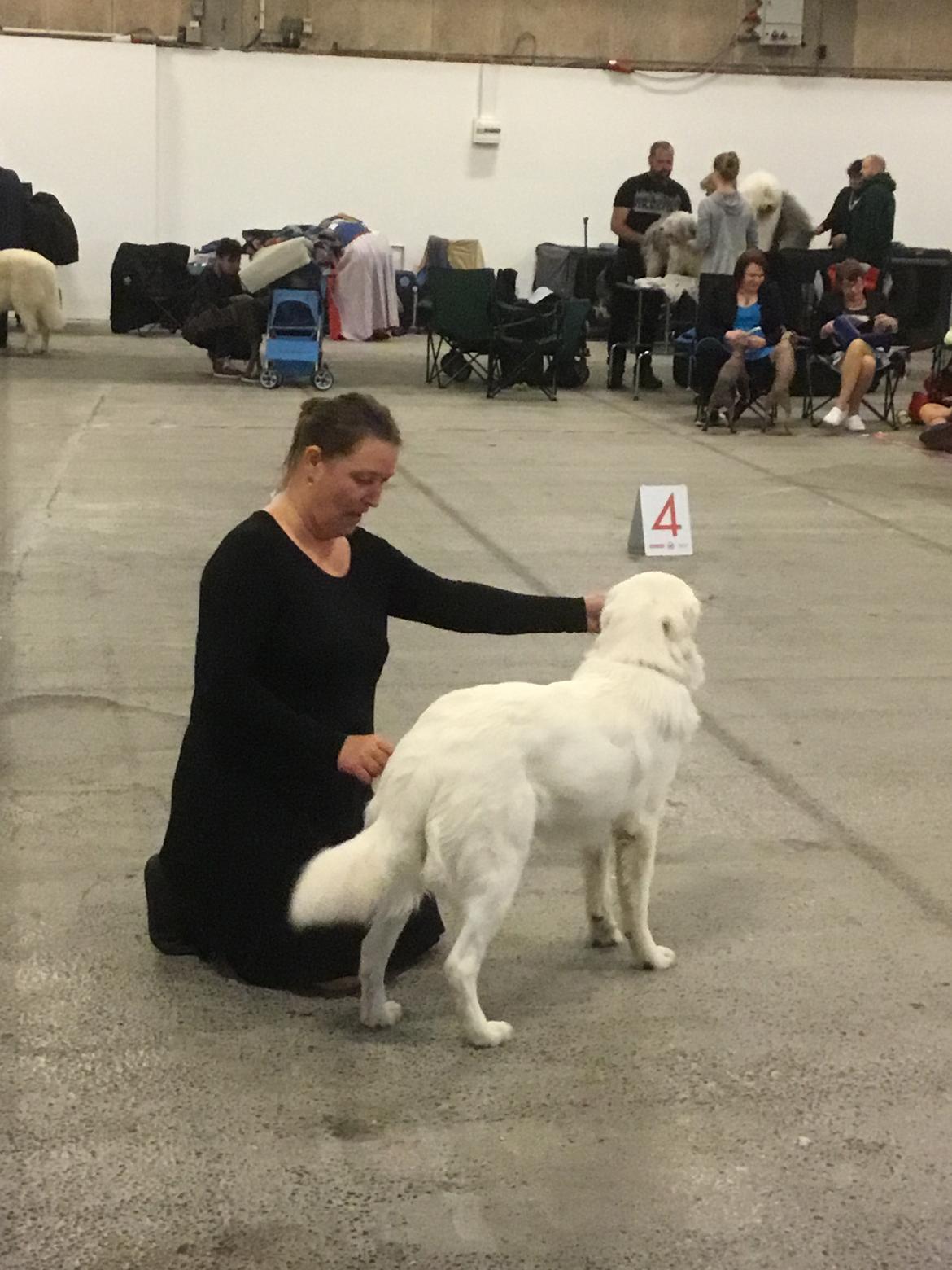 Polski owczarek podhalanski Lesna Mala Dolina billede 19