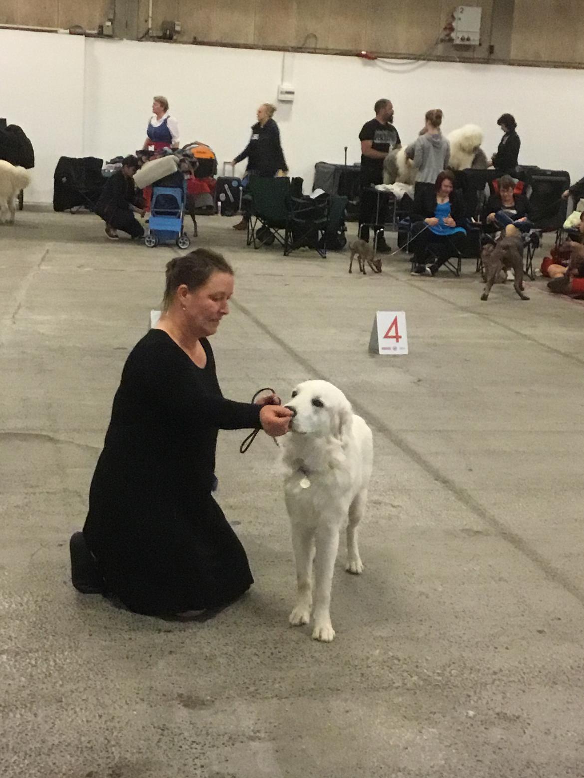 Polski owczarek podhalanski Lesna Mala Dolina billede 20