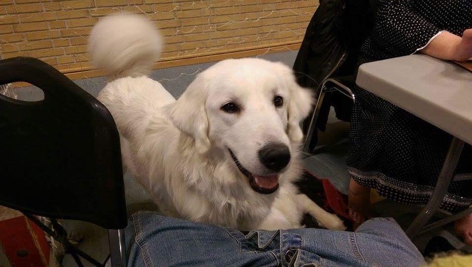 Polski owczarek podhalanski Lesna Mala Dolina billede 23