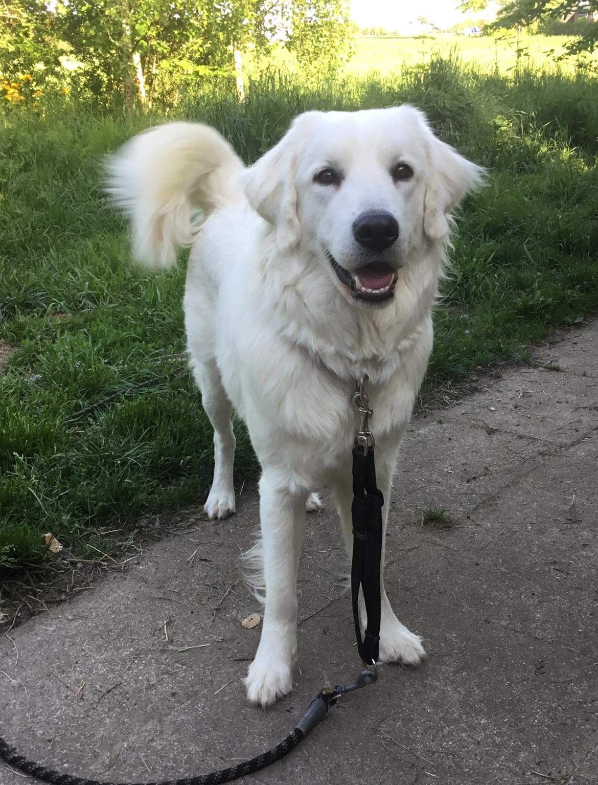 Polski owczarek podhalanski Lesna Mala Dolina billede 24