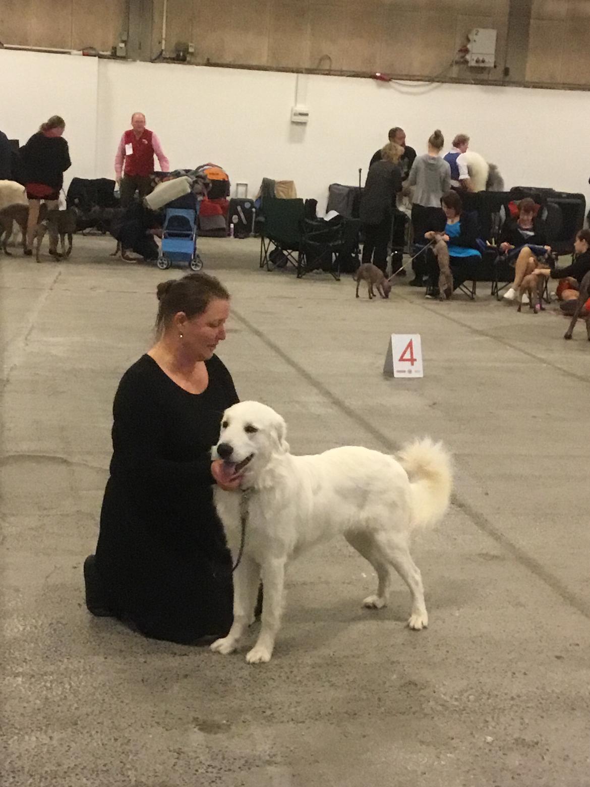 Polski owczarek podhalanski Lesna Mala Dolina billede 21