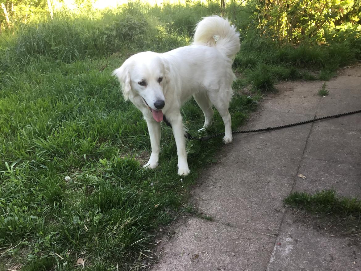 Polski owczarek podhalanski Lesna Mala Dolina billede 25