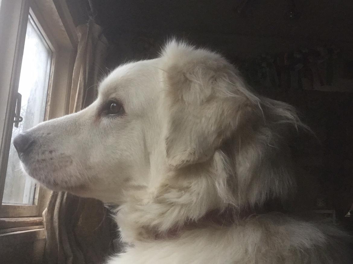 Polski owczarek podhalanski Lesna Mala Dolina billede 27
