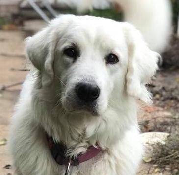 Polski owczarek podhalanski Lesna Mala Dolina billede 26