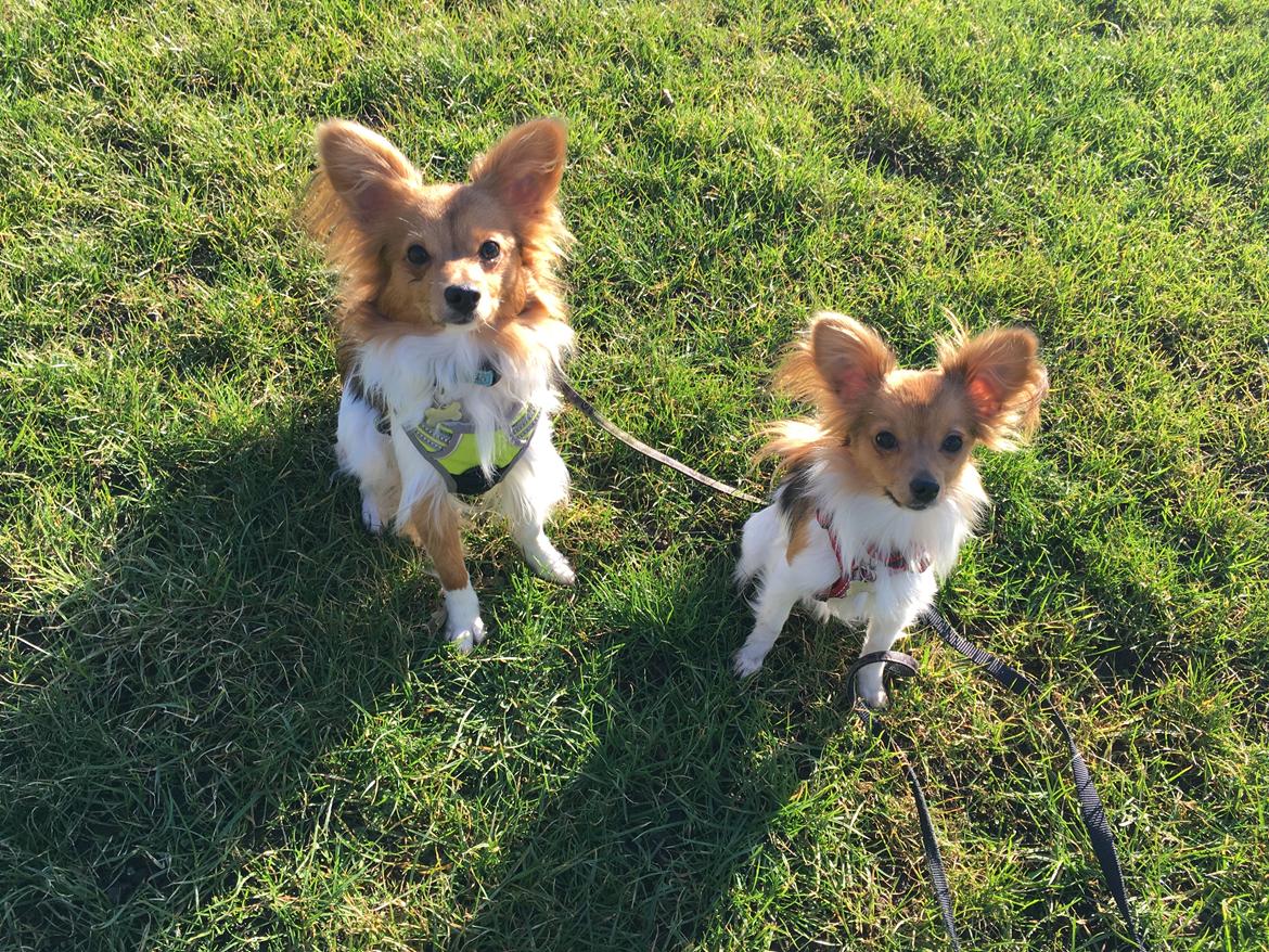 Papillon Funde *Mors* billede 24