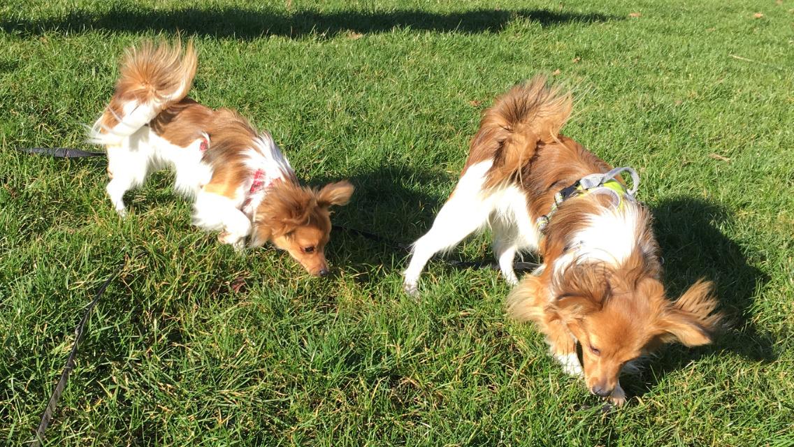 Papillon Funde *Mors* billede 26