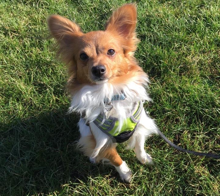 Papillon Funde *Mors* billede 27