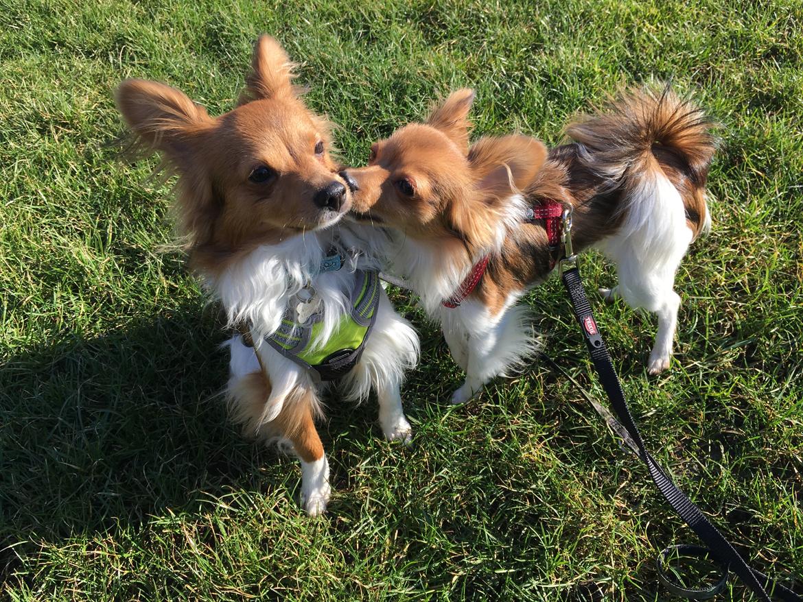 Papillon R.I.P Pomfritten Rita billede 26