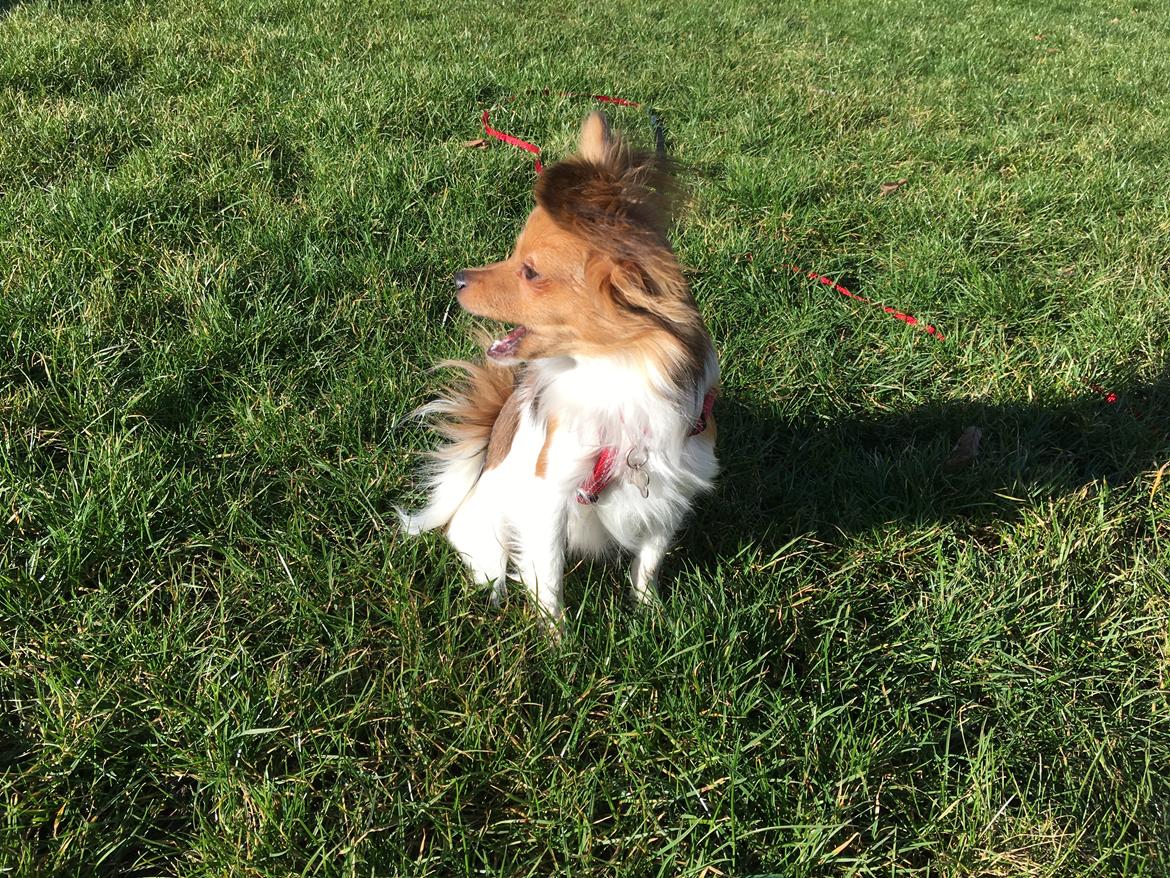 Papillon R.I.P Pomfritten Rita billede 29