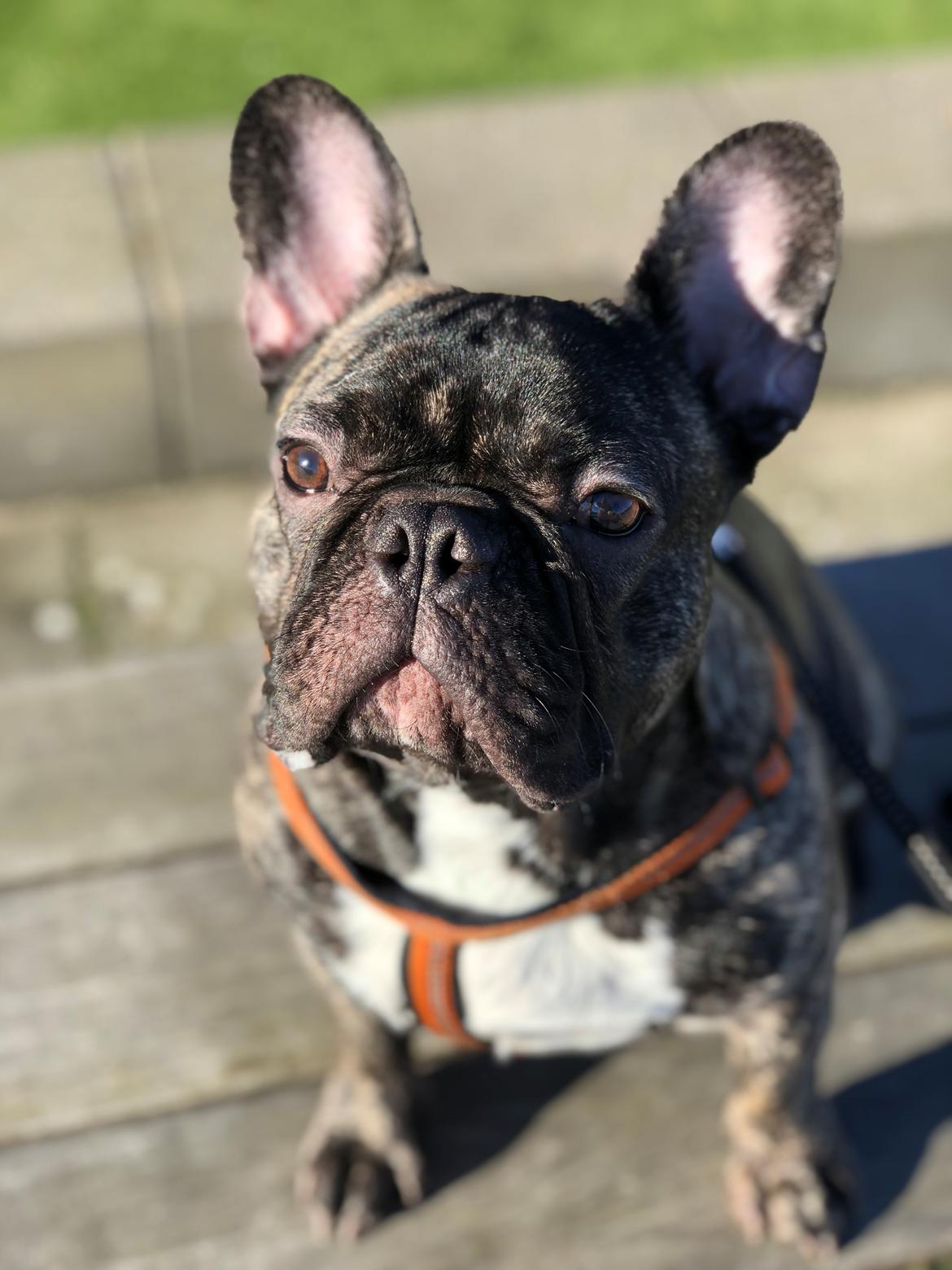 Fransk bulldog Louie billede 2