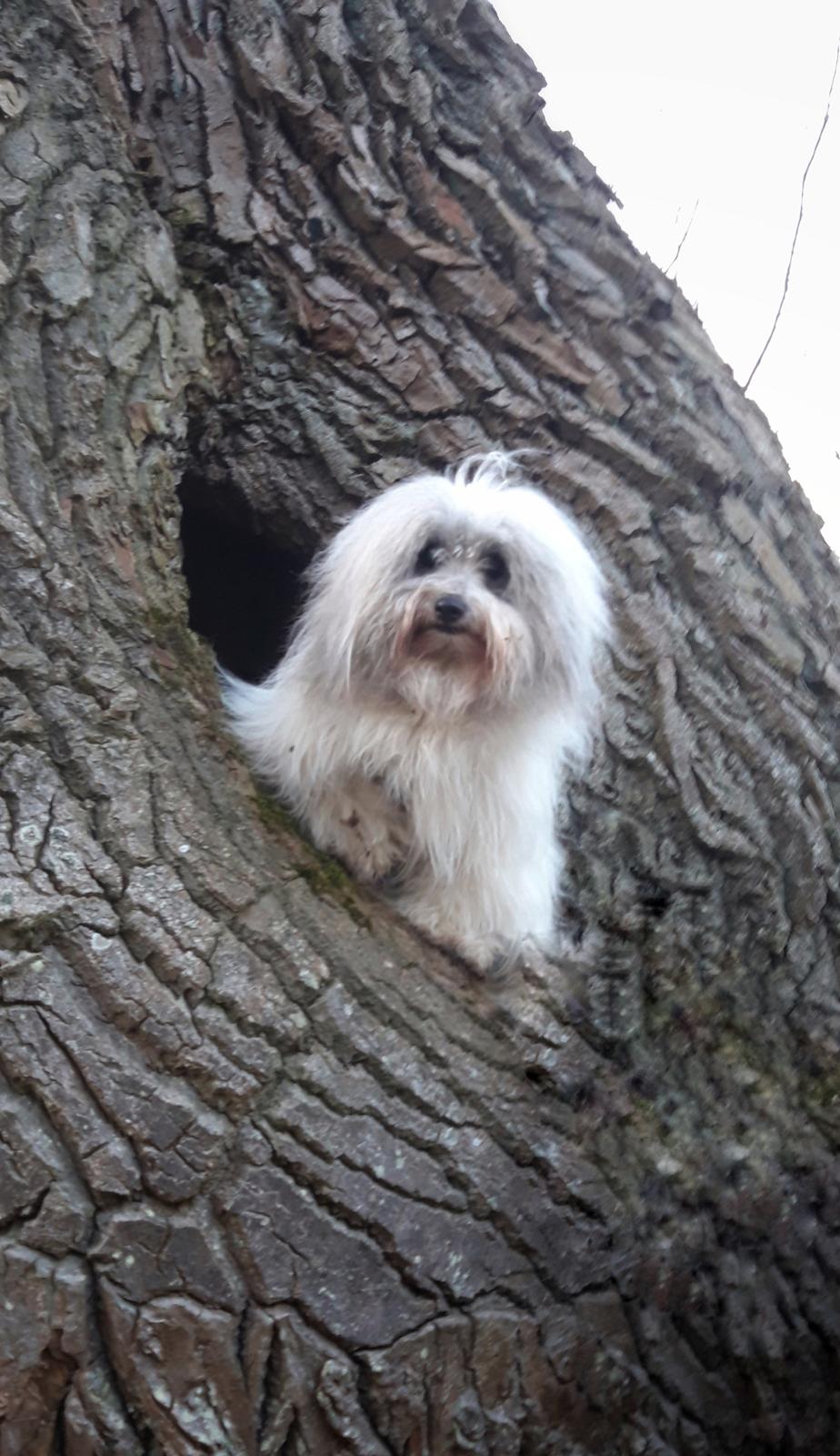 Coton de tulear King - Bom "uglen" i hulen  billede 1