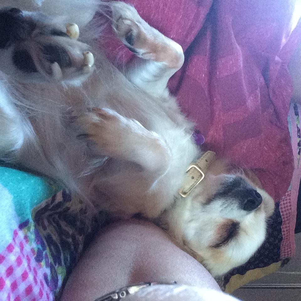 Chihuahua chilla billede 8