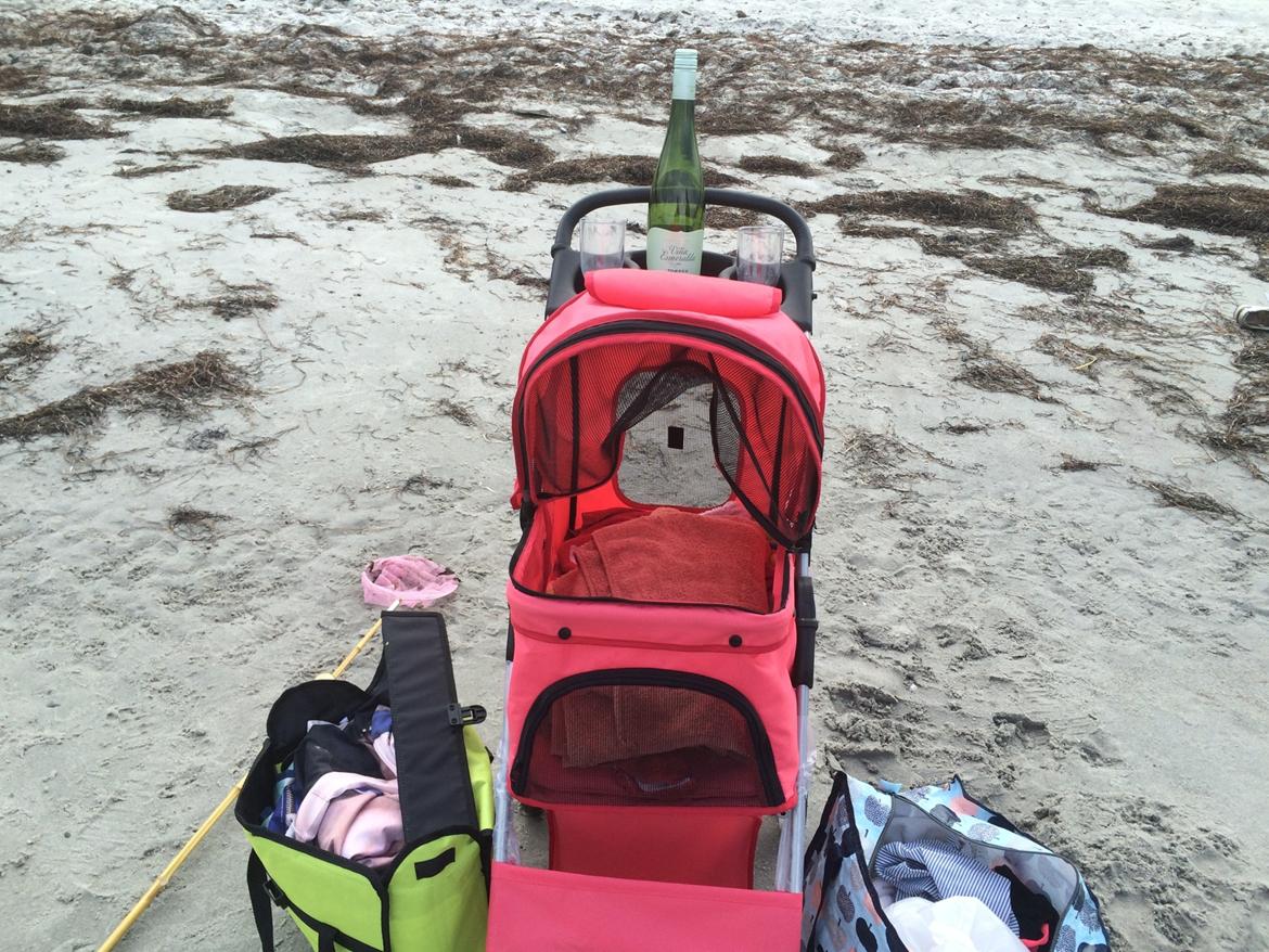 Chihuahua chilla billede 9