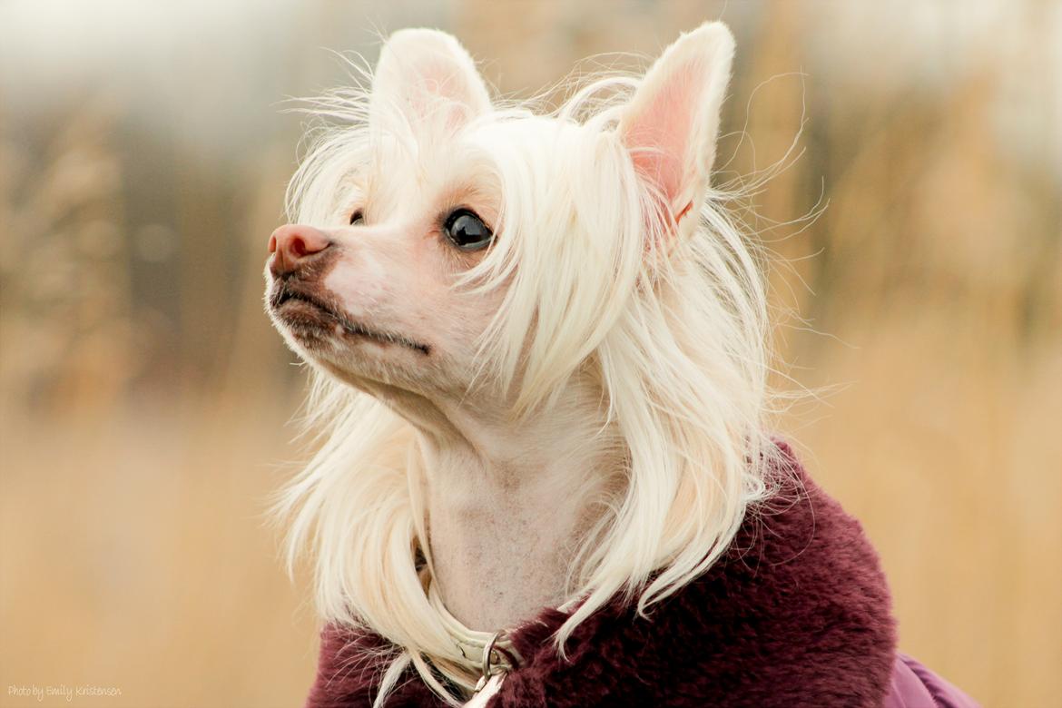 Chinese crested hårløs Zico Stella (Hottie Tot's Foxie Flash) billede 13