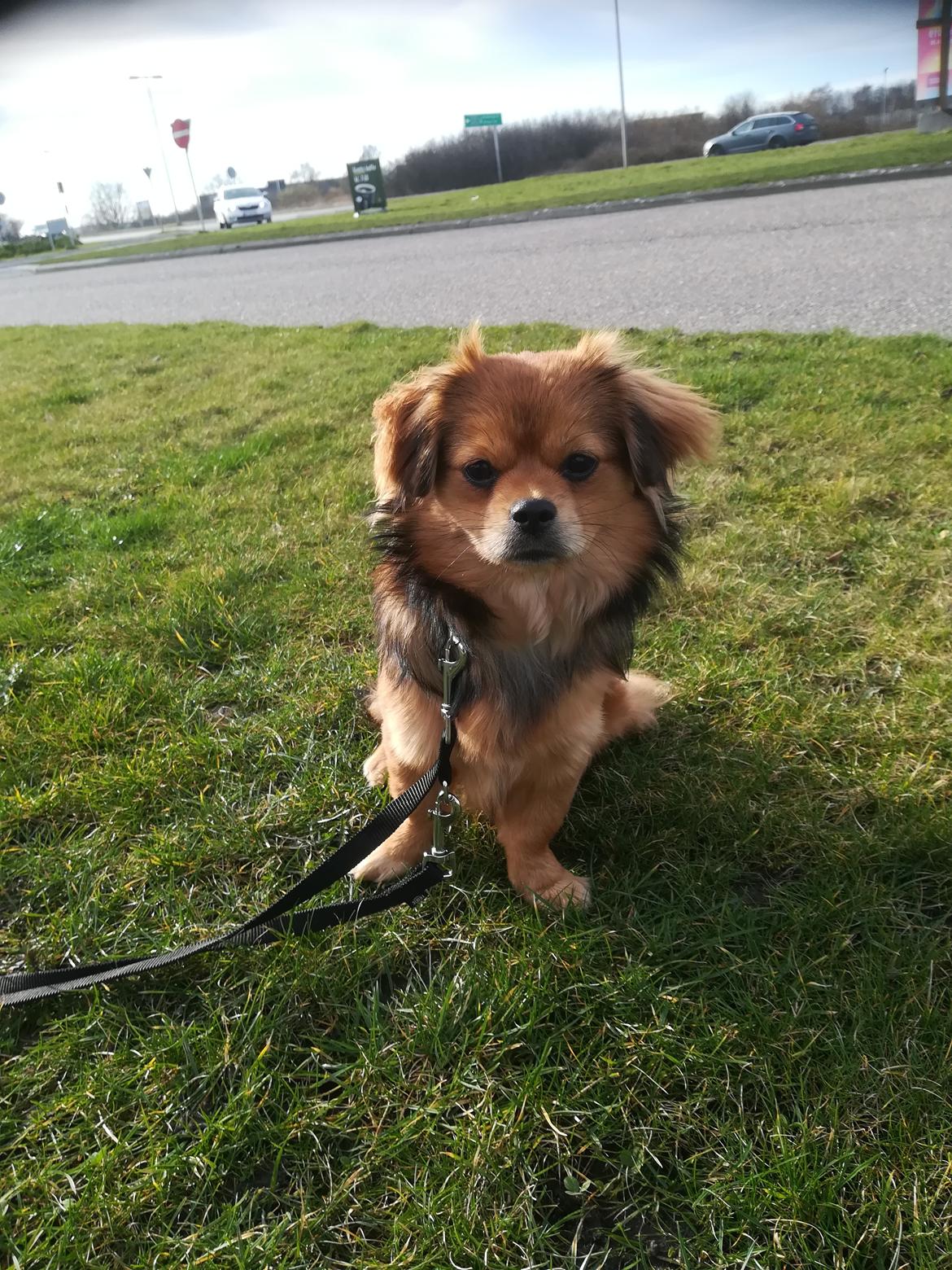 Blanding af racer Molly billede 5