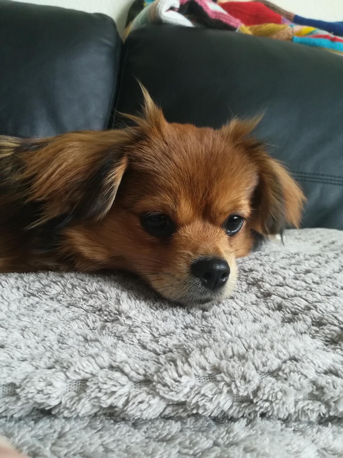 Blanding af racer Molly billede 7