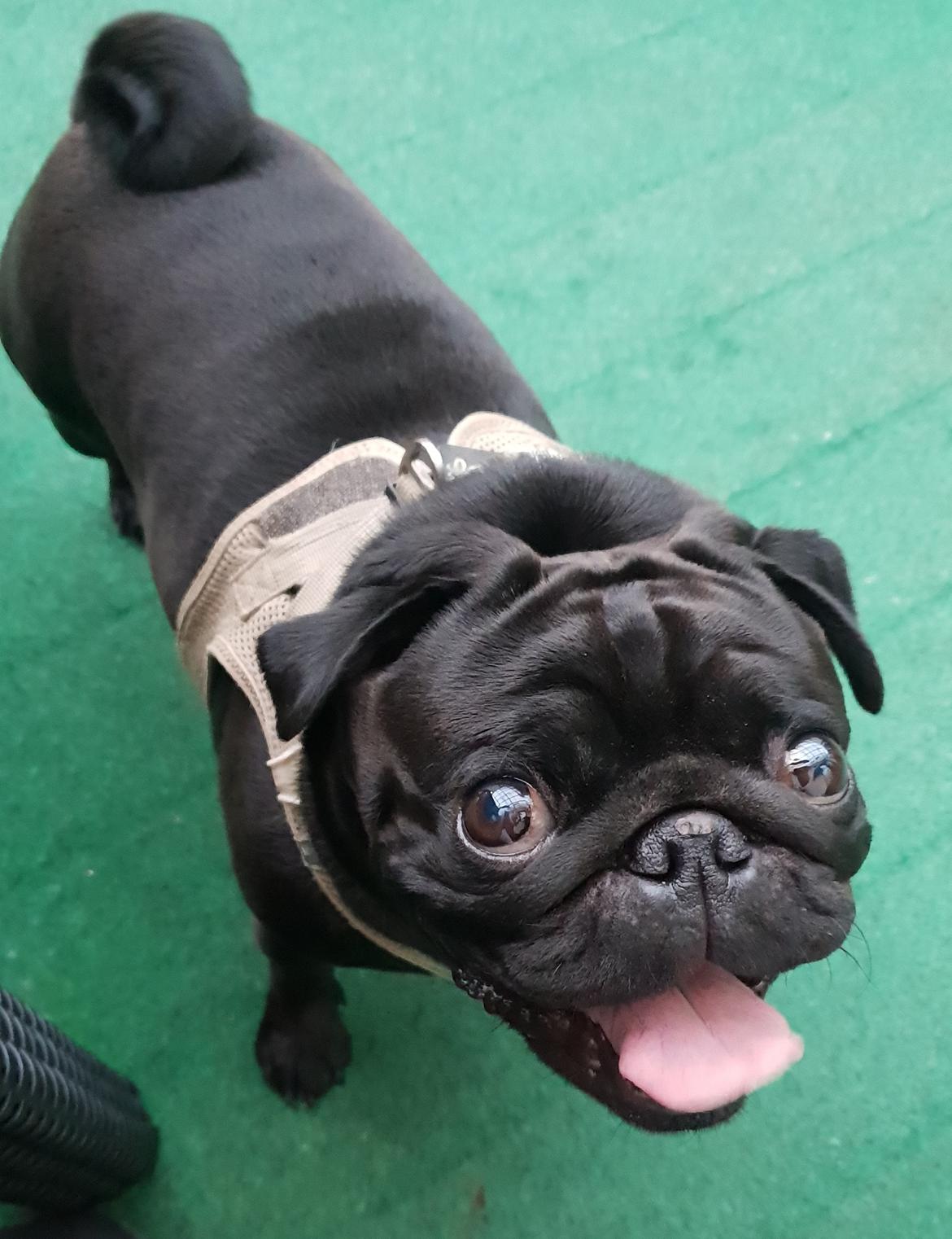 Mops Homer Viggo Hein aka Chulo billede 6