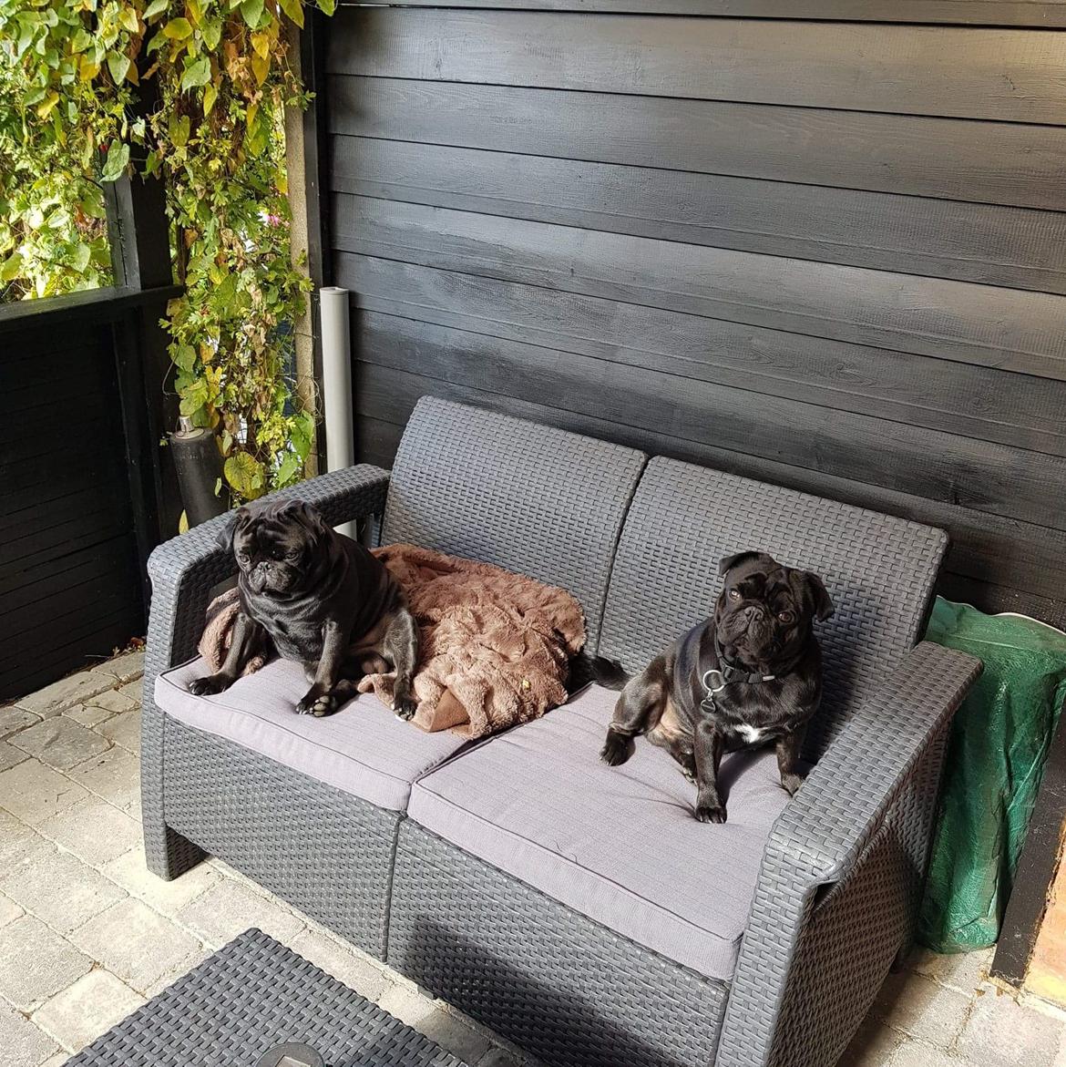 Mops Homer Viggo Hein aka Chulo billede 7