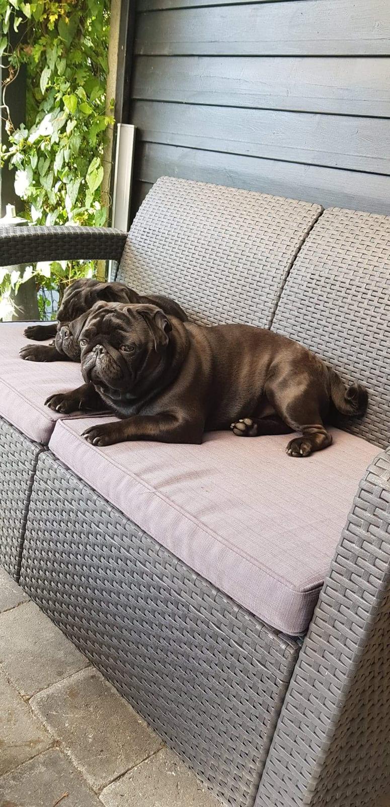 Mops Homer Viggo Hein aka Chulo billede 8