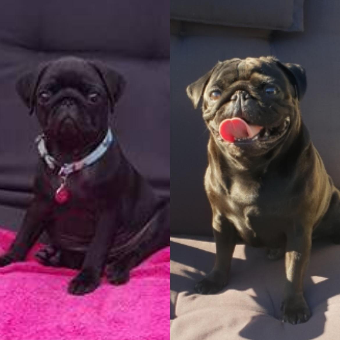 Mops Homer Viggo Hein aka Chulo billede 10