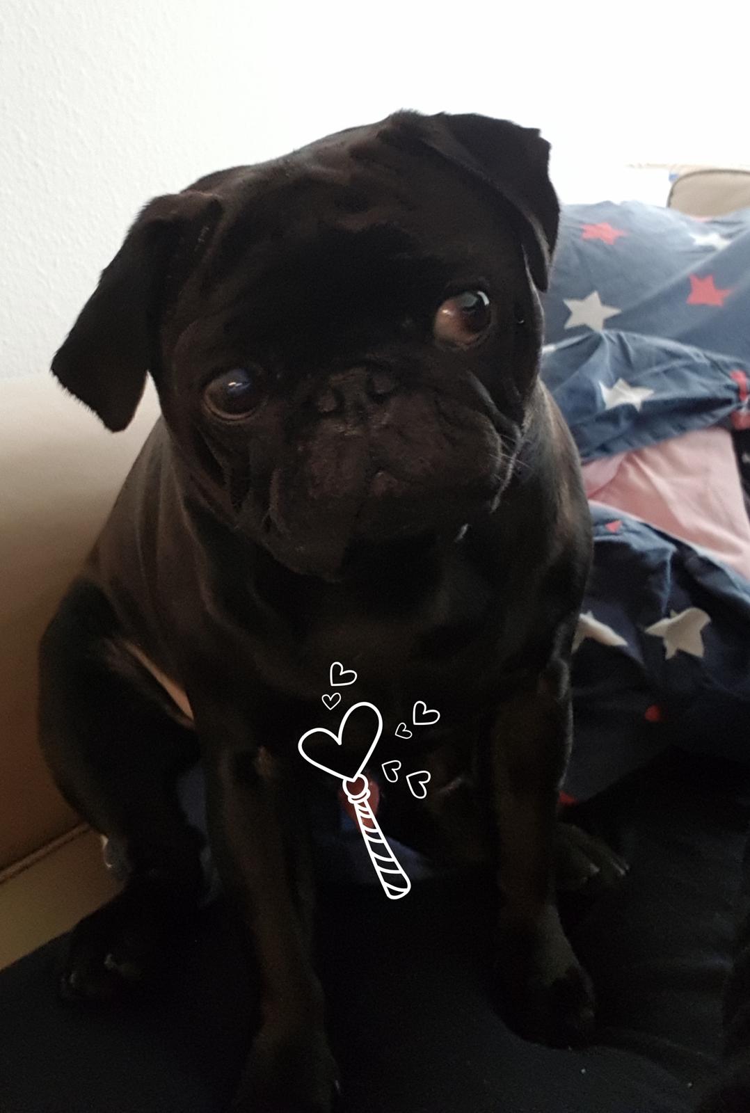 Mops Homer Viggo Hein aka Chulo billede 11