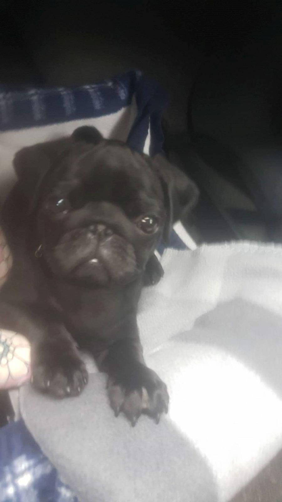 Mops Homer Viggo Hein aka Chulo billede 12