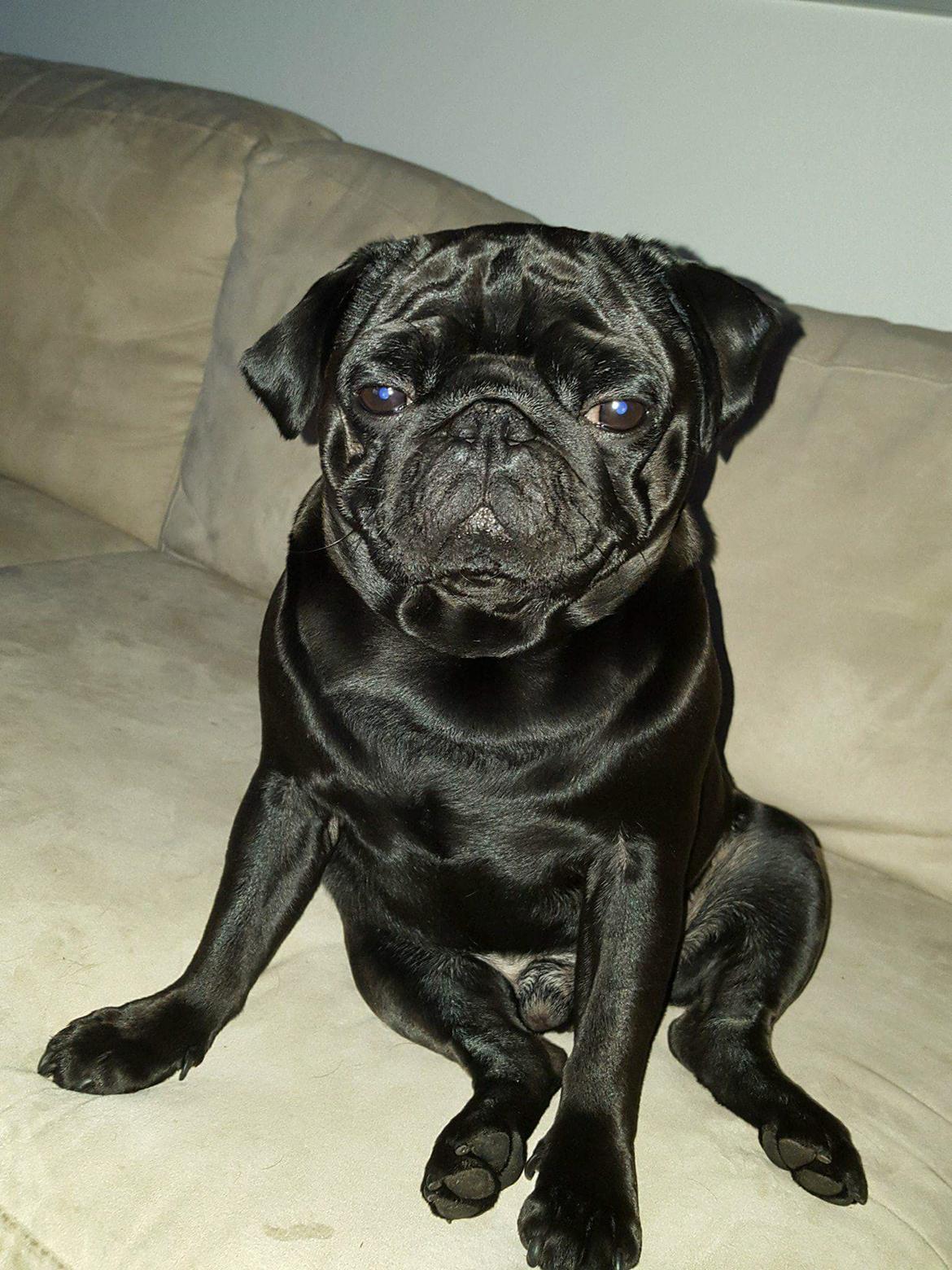 Mops Homer Viggo Hein aka Chulo billede 13