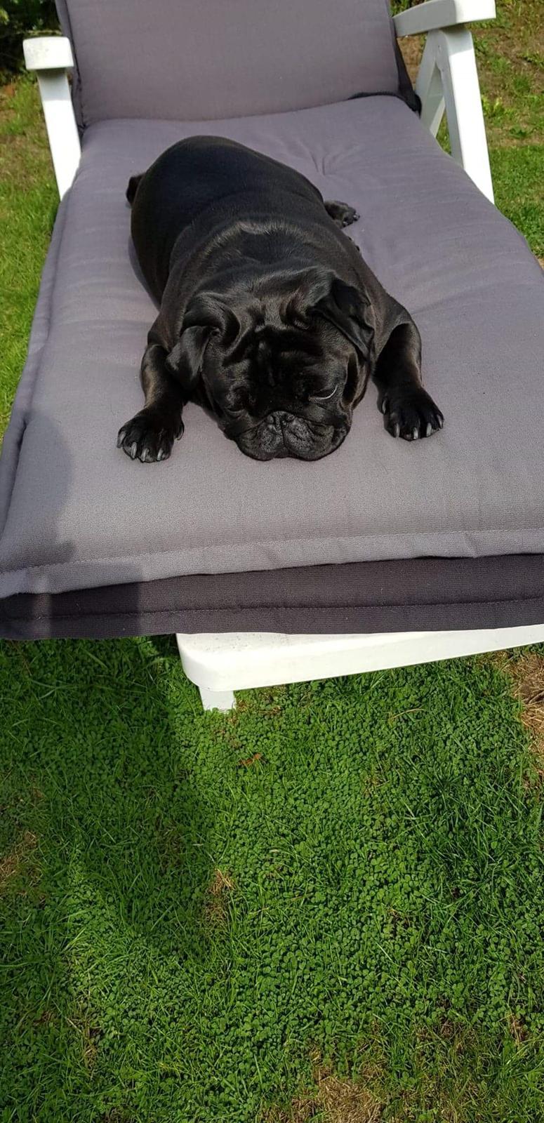 Mops Homer Viggo Hein aka Chulo billede 9