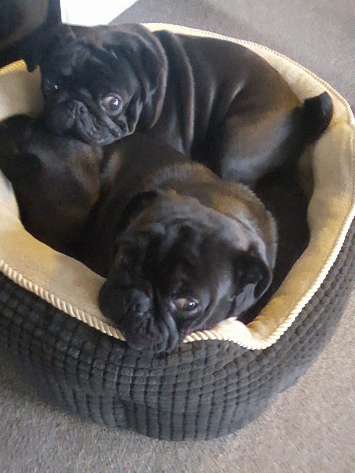 Mops Homer Viggo Hein aka Chulo billede 14