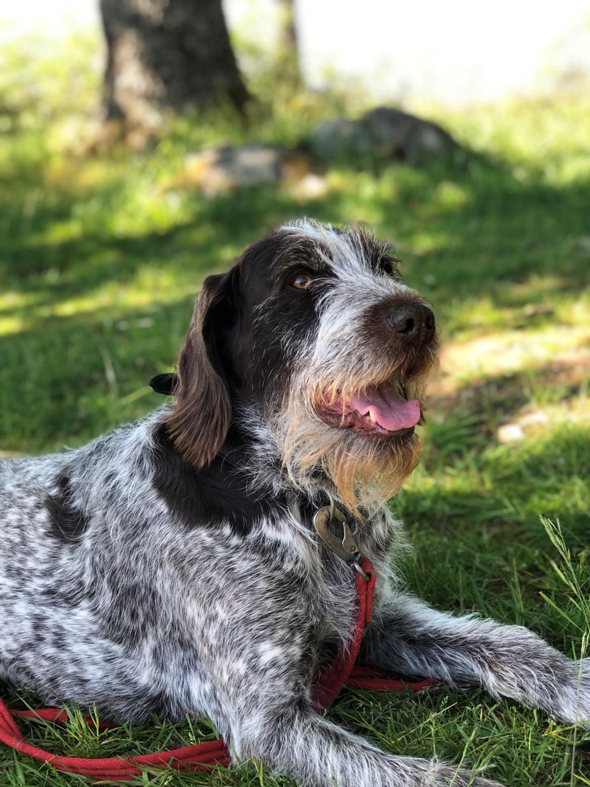 Ruhåret hønsehund Scott billede 11