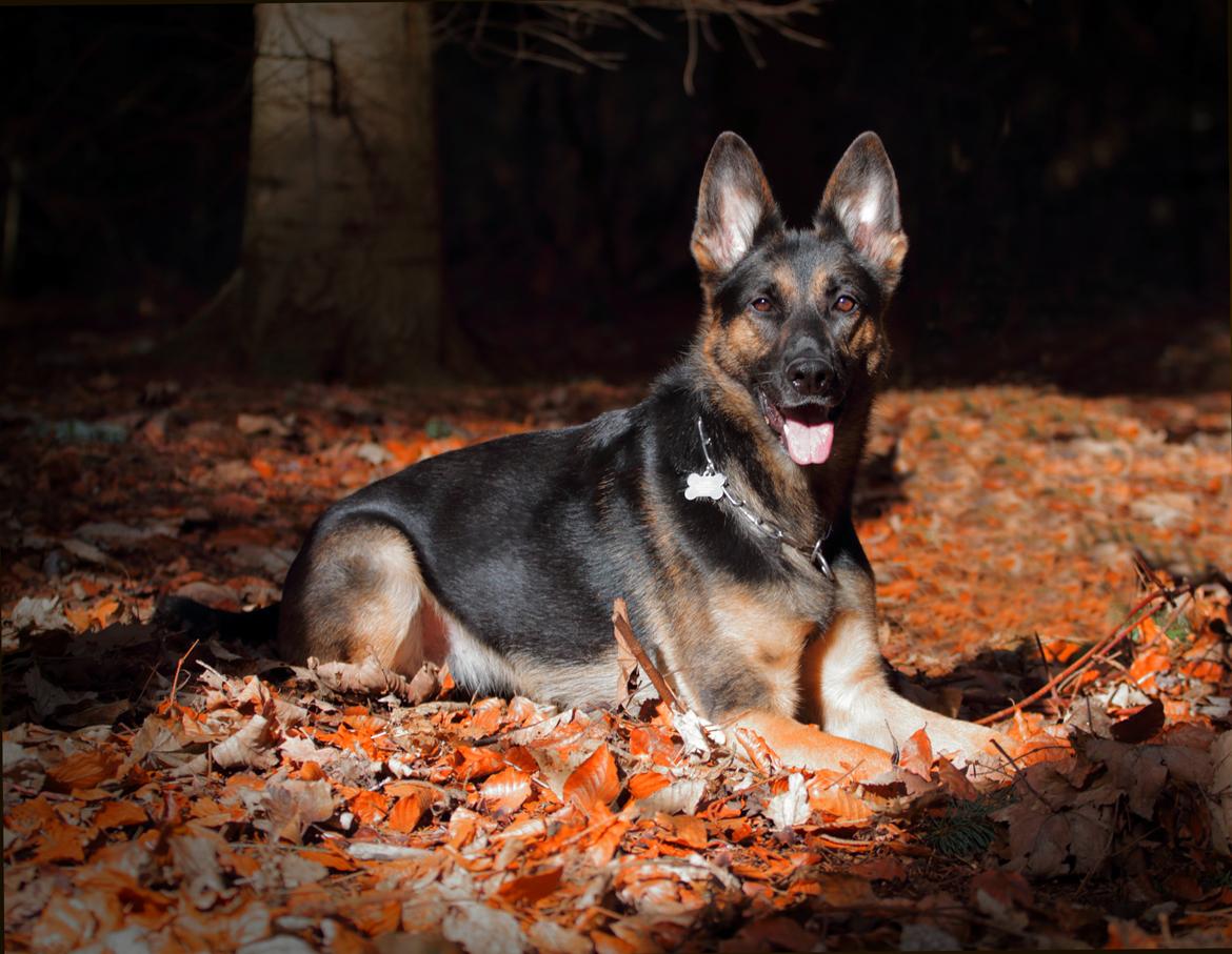 Schæferhund Amager's Nicki billede 41