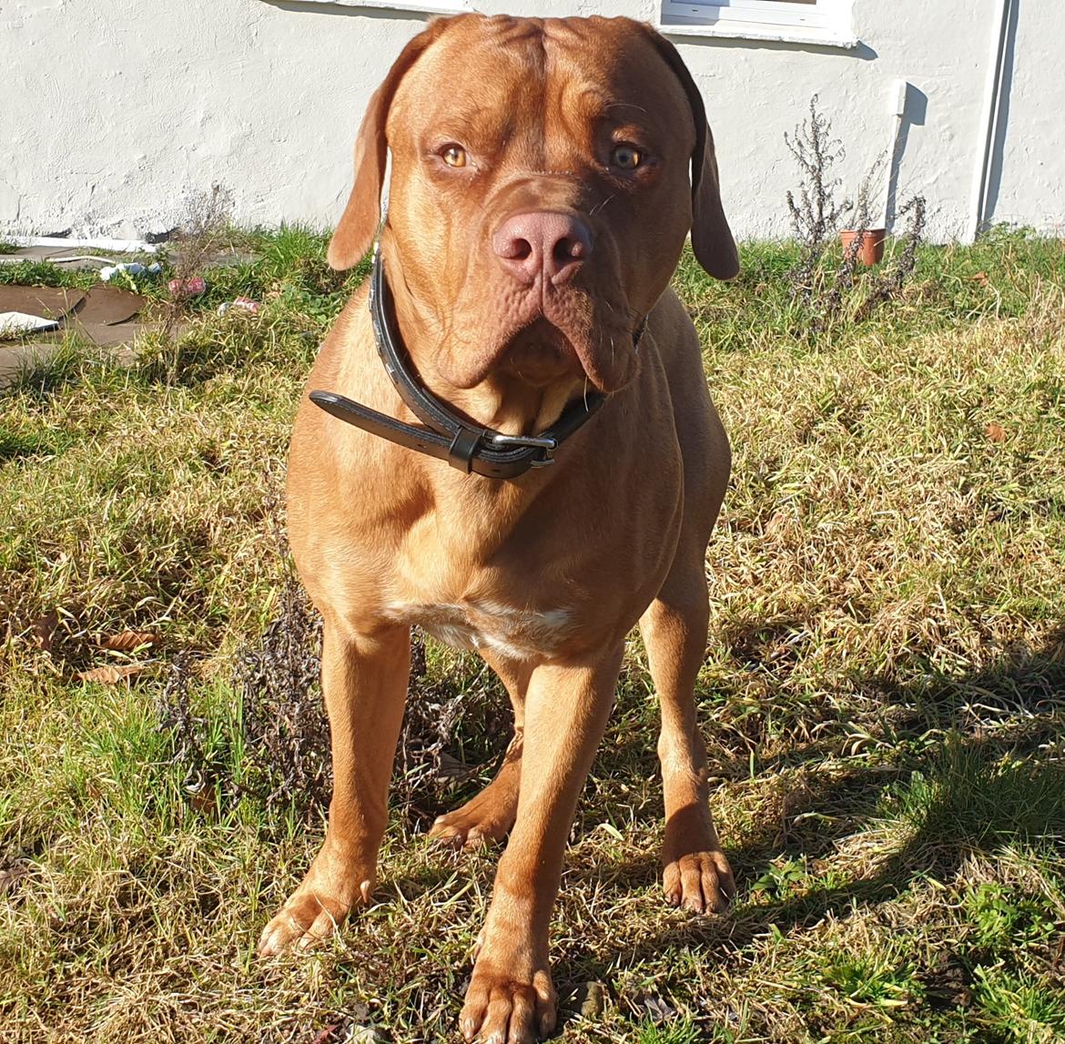 Blanding af racer KATO FØDT 13/1 2018 billede 1