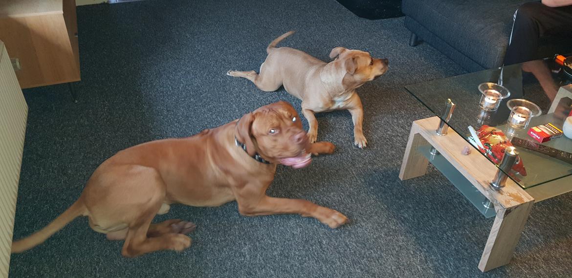 Blanding af racer KATO FØDT 13/1 2018 billede 3