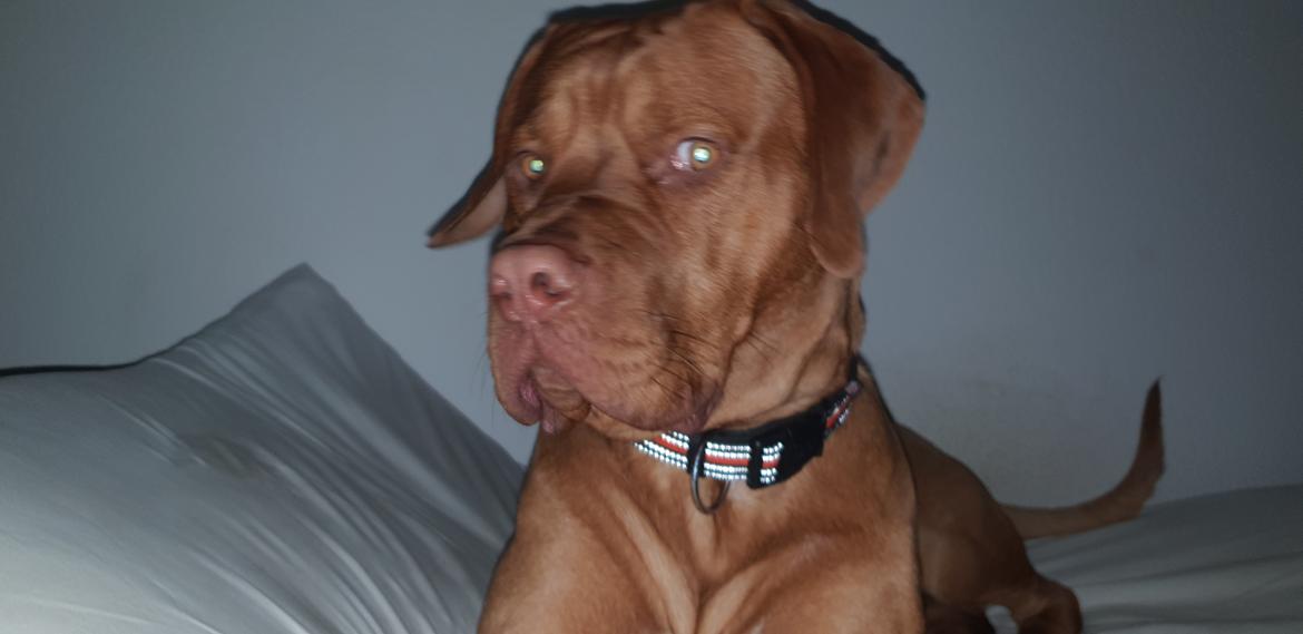 Blanding af racer KATO FØDT 13/1 2018 billede 2