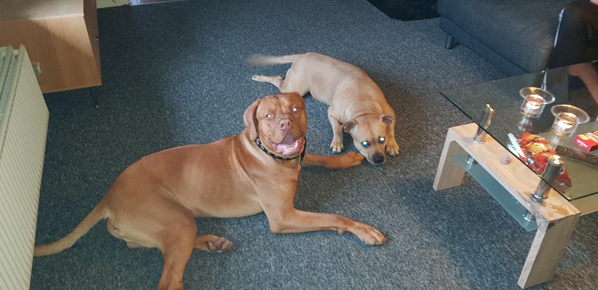 Blanding af racer KATO FØDT 13/1 2018 billede 4