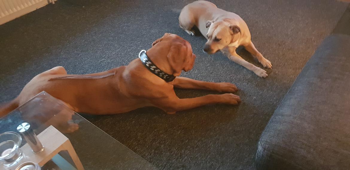 Blanding af racer KATO FØDT 13/1 2018 billede 6