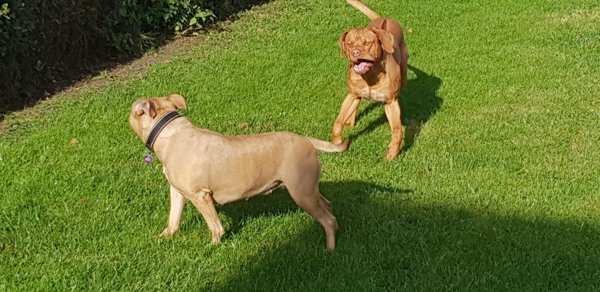 Blanding af racer KATO FØDT 13/1 2018 billede 7