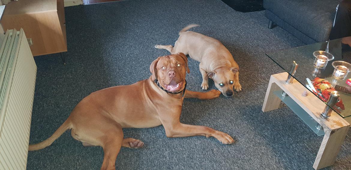 Blanding af racer KATO FØDT 13/1 2018 billede 5