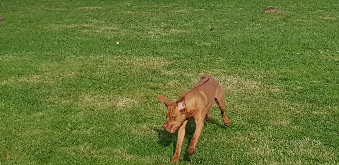 Blanding af racer KATO FØDT 13/1 2018 billede 8