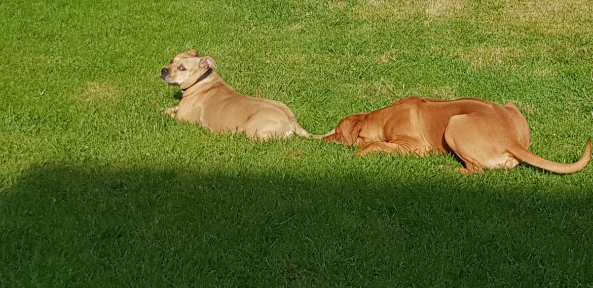 Blanding af racer KATO FØDT 13/1 2018 billede 10